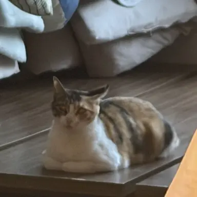 Profile image of 猫2