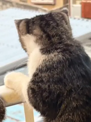 KeenSeal9240의 私は捨て猫を拾った