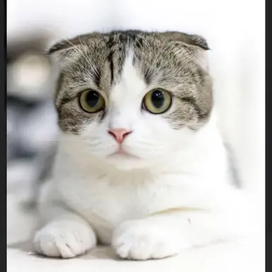 Profile image of 猫1