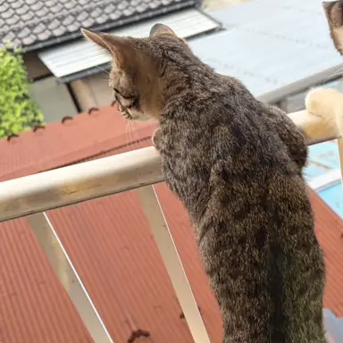 Profile image of 猫4
