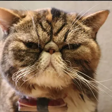 Profile image of 猫5
