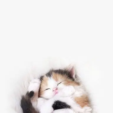 Profile image of 쵸코