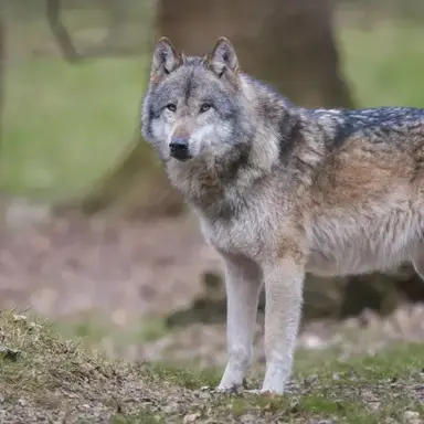 Profile image of 늑대