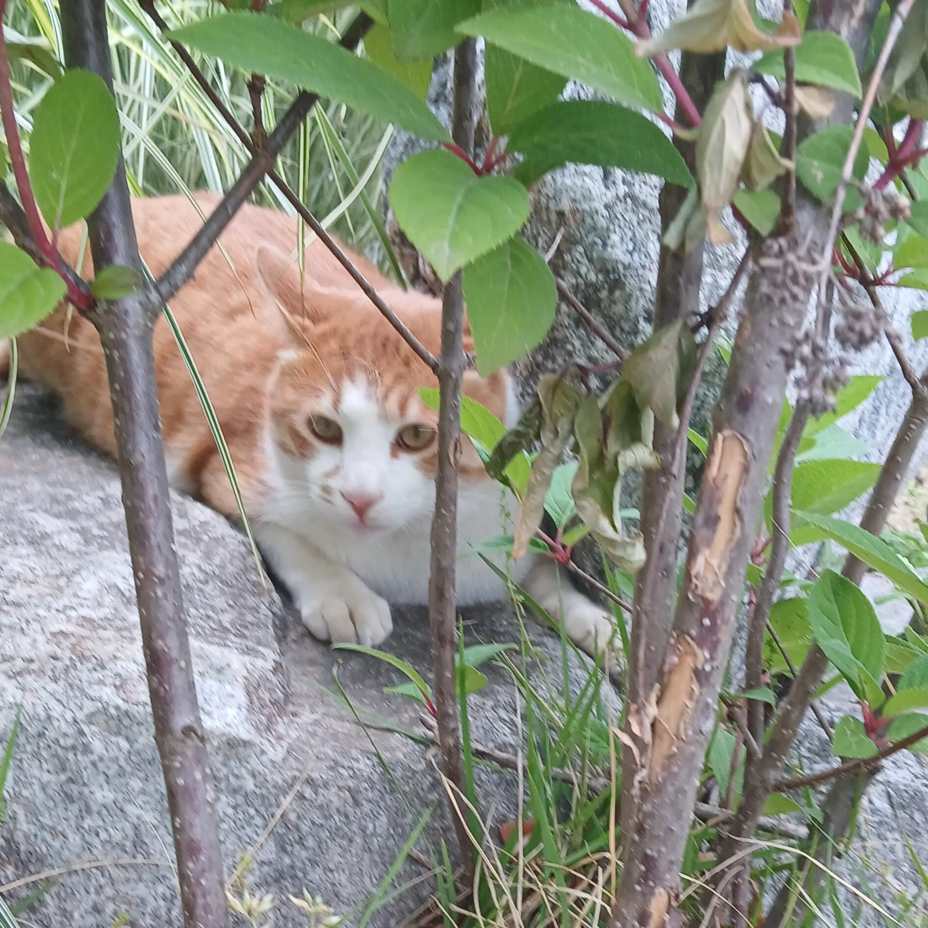 BoldCoati3079의 뜰팁 고등학교