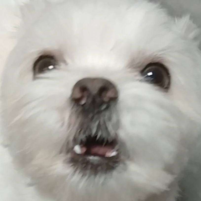 파피플레이타임