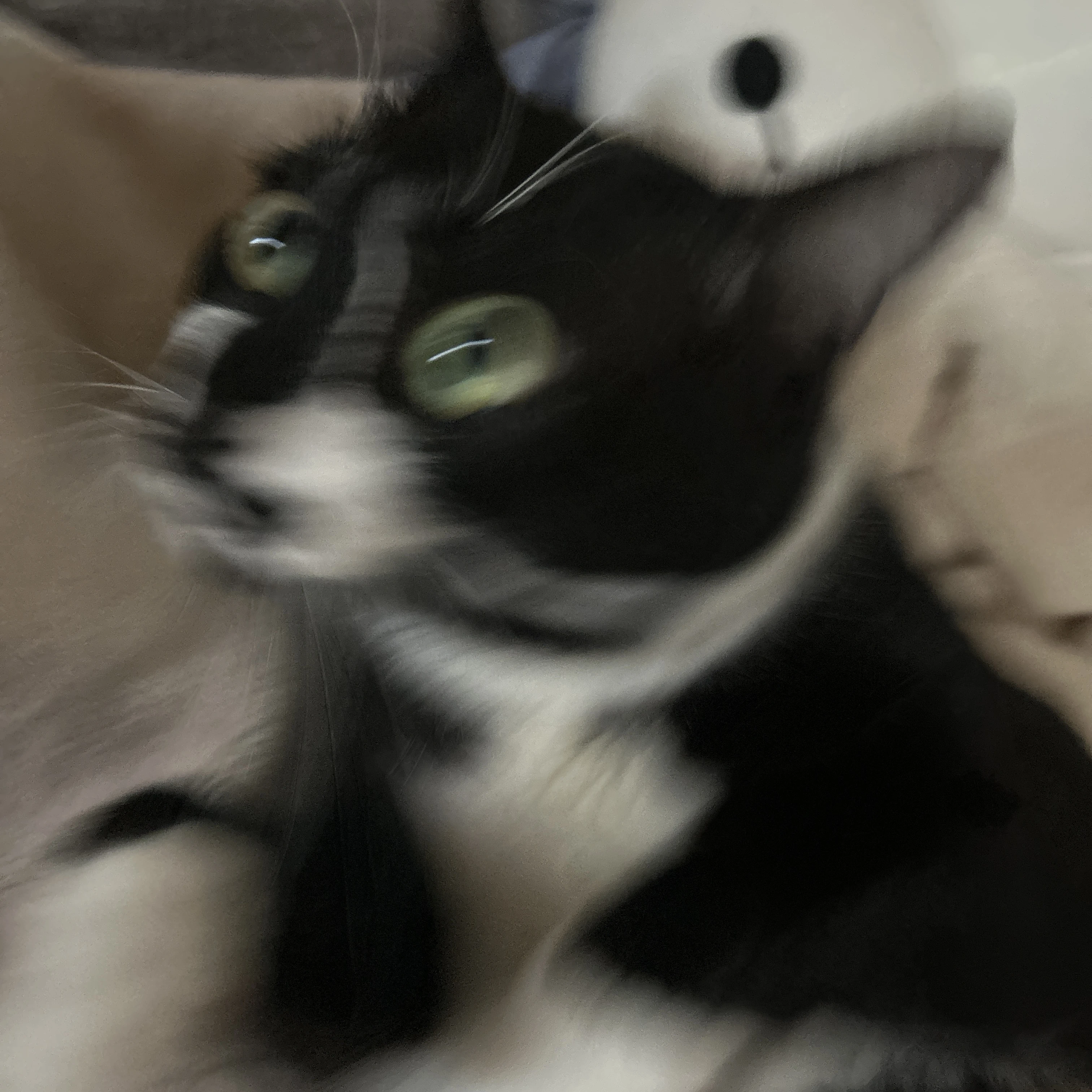 マーモット最低
