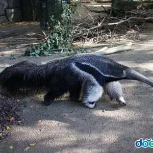 ProneSweat3239의 개미핥기