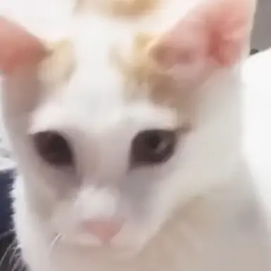 Profile image of 안쥬