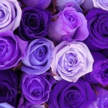 violet_의 호시나 소우시로
