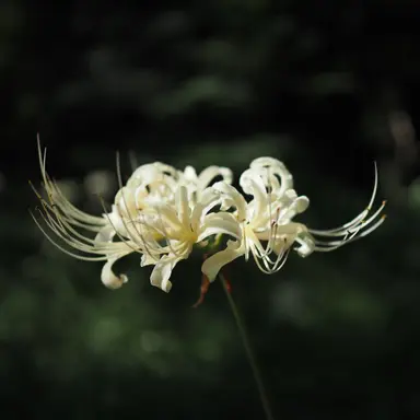 Profile image of 宗一郎