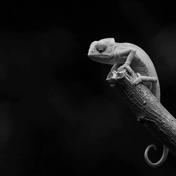 Black.code31의 Chameleon