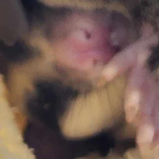 우유