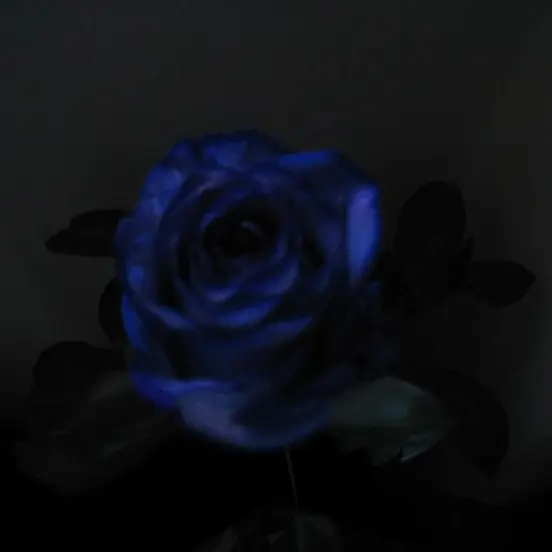 dreamy._.hari의 • 《 시각 》 •