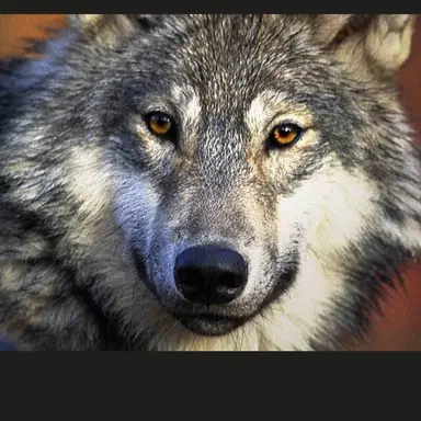 Profile image of 늑대