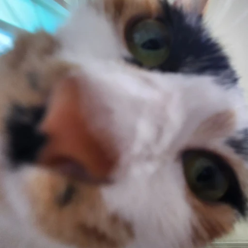 별이🐱
