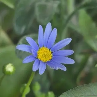 Profile image of 고더드