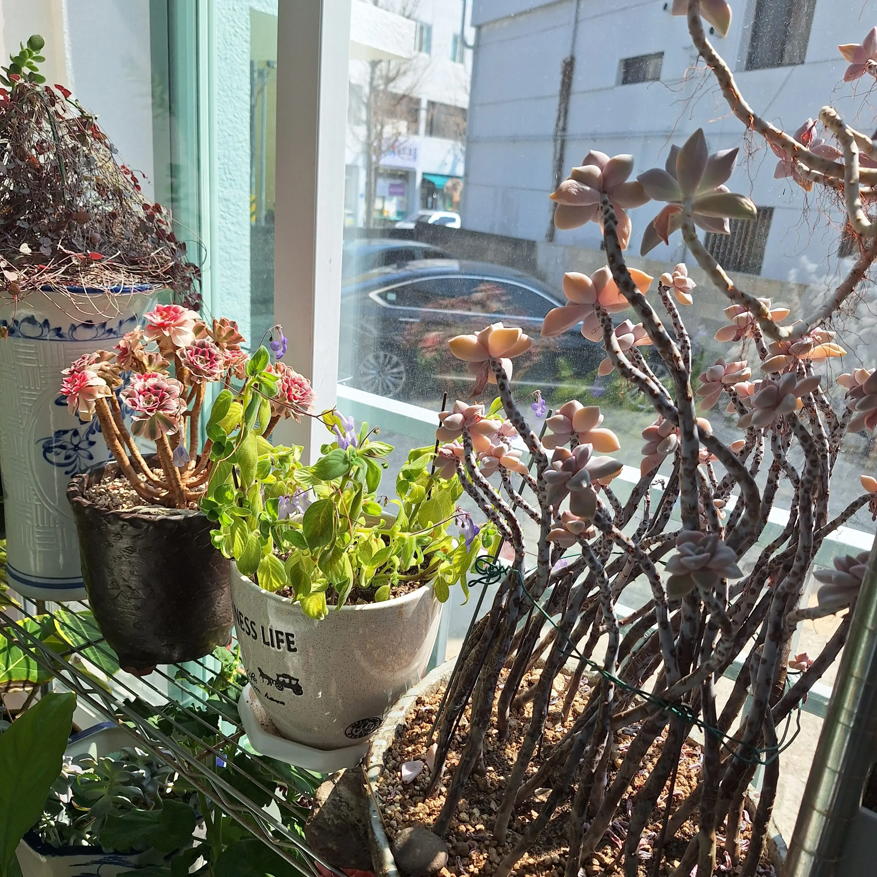 ShinyDress2261의 현진