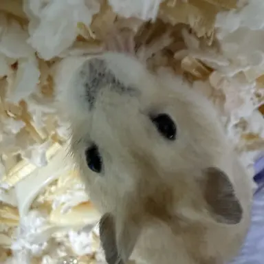 Profile image of 김도이