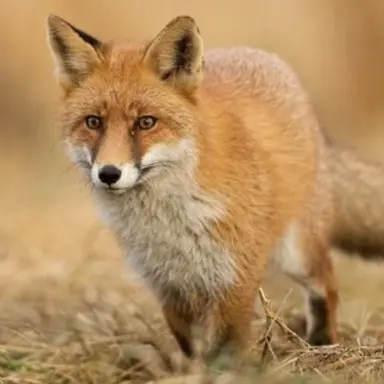 Profile image of 여우