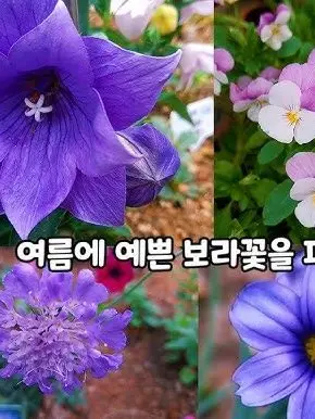 FuzzyCup0043의 꽃들을 토하는 돈키