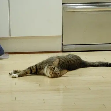 Profile image of 강영현