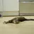 강영현