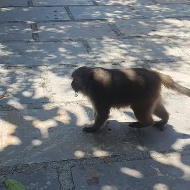 Profile image of 여우