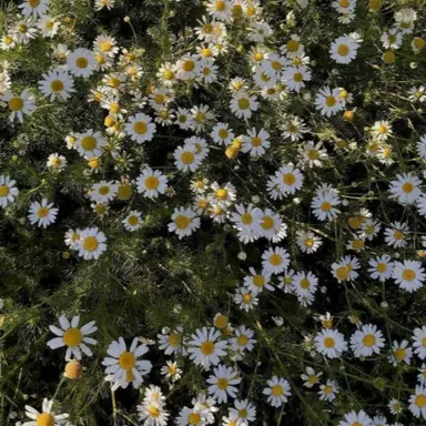 Profile image of 카일