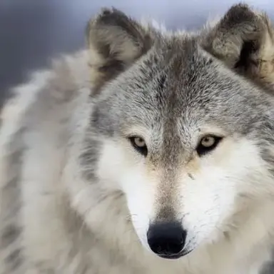 Profile image of 늑대