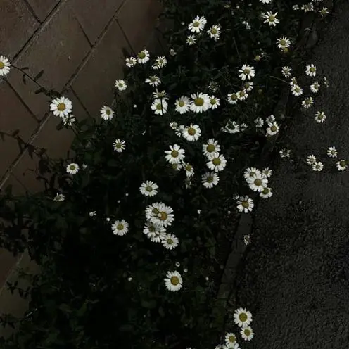Stay_skz_325의 조직보스 캥 × 살인청부업자 밍
