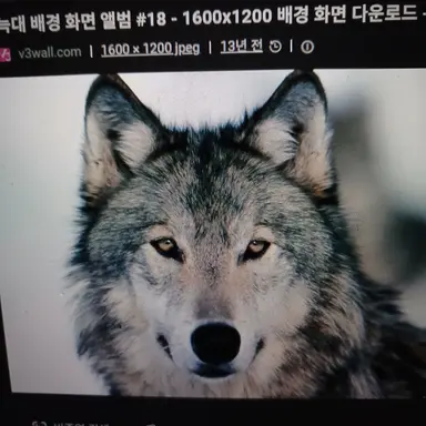 Profile image of 늑대