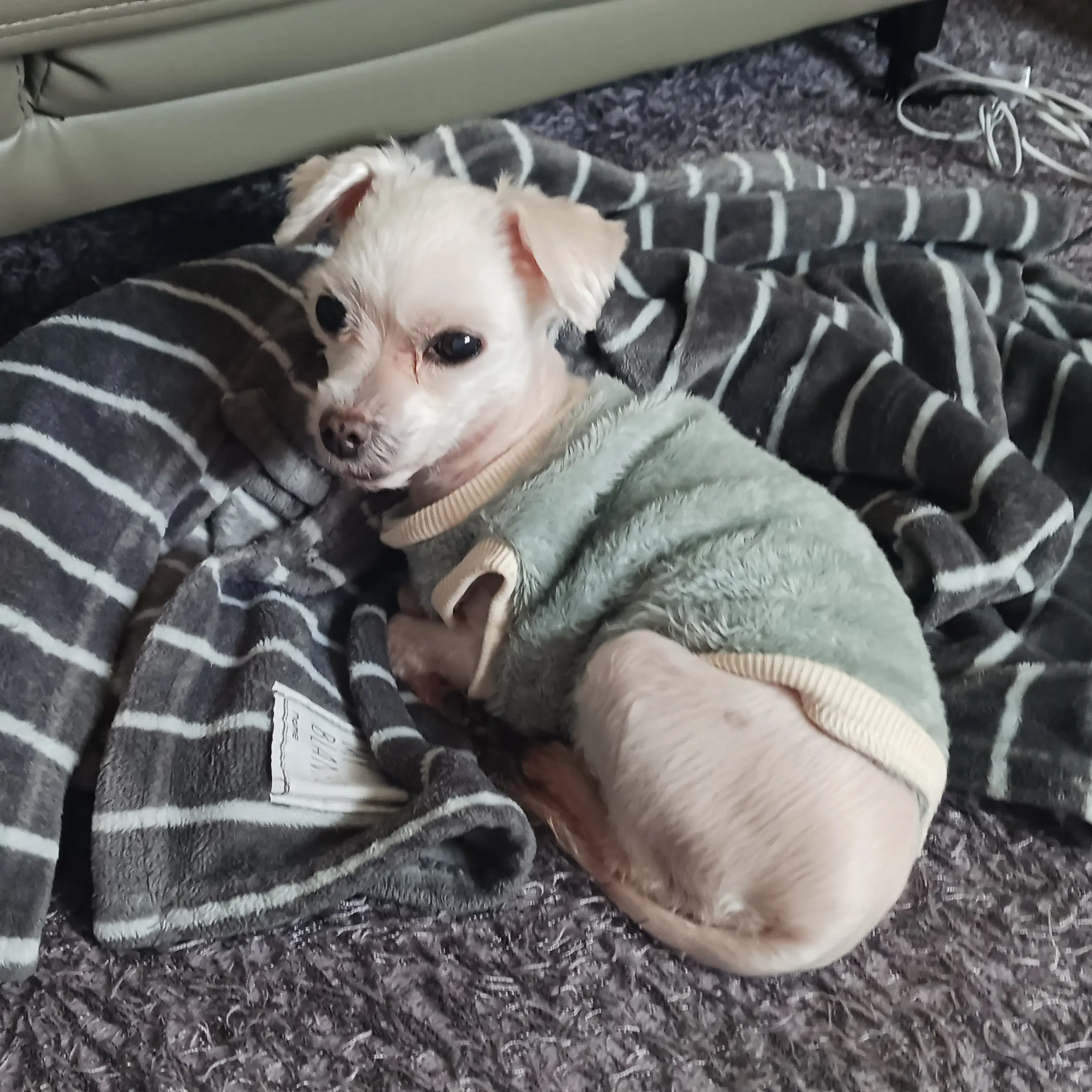 LinearAidi3813의 당신은 강아지!(새끼)🐶