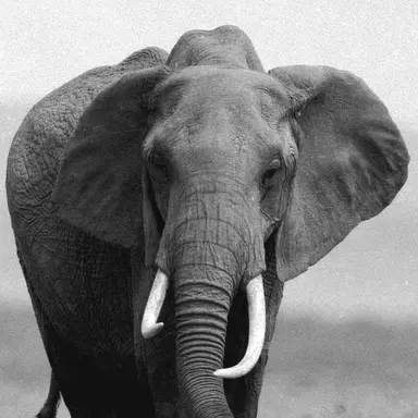 Profile image of 코끼리 아저씨