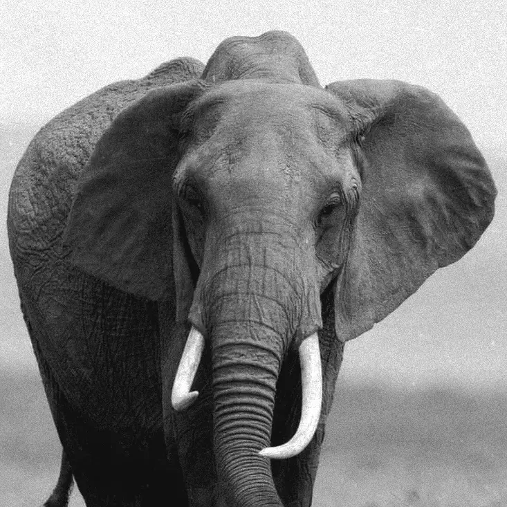 onissesbo의 코끼리 아저씨