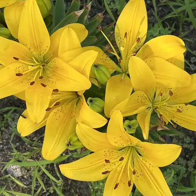 Profile image of 니키