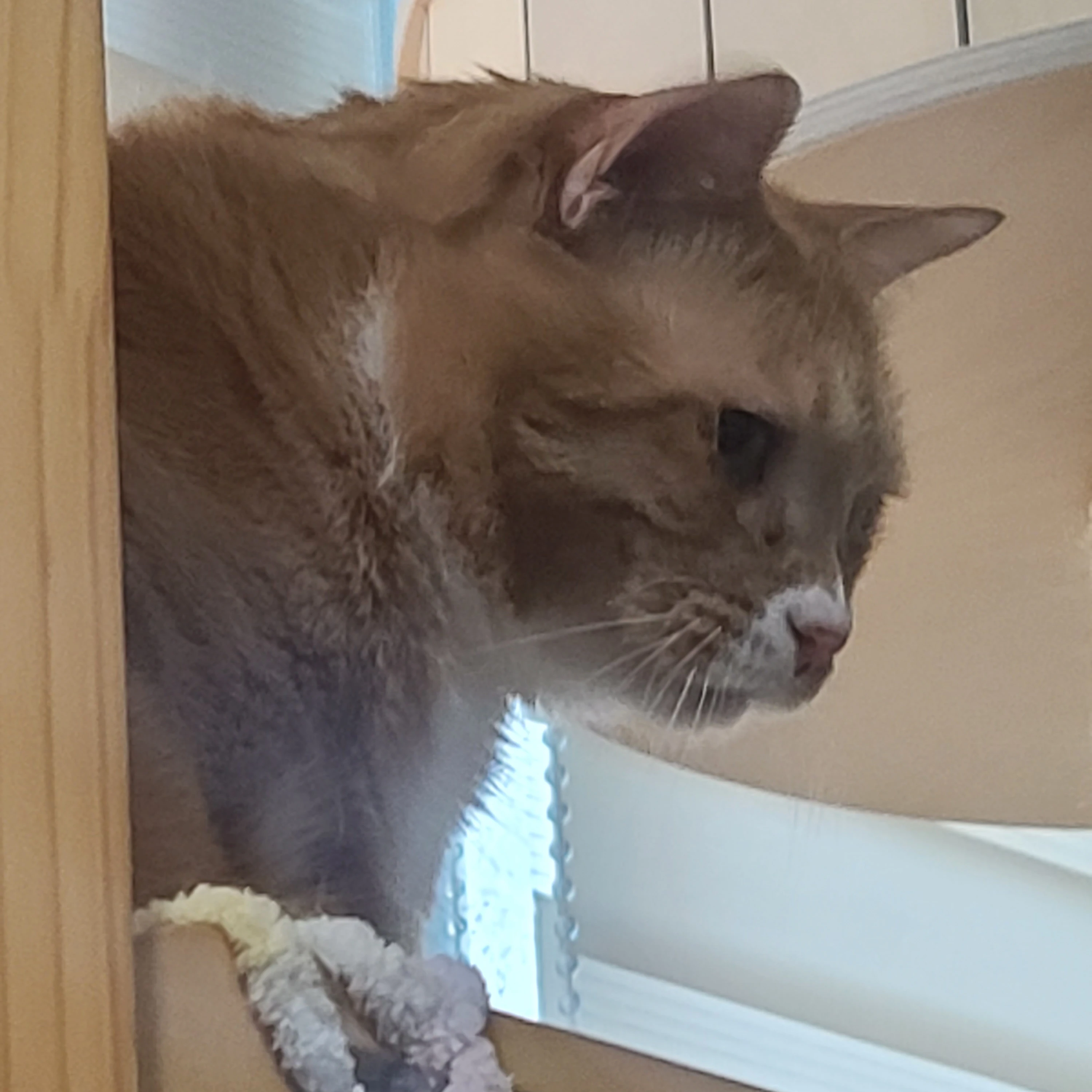태양이