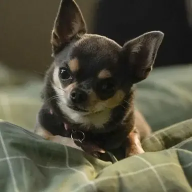 Profile image of Betty Maria White Trent.