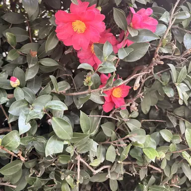 Profile image of 神谷