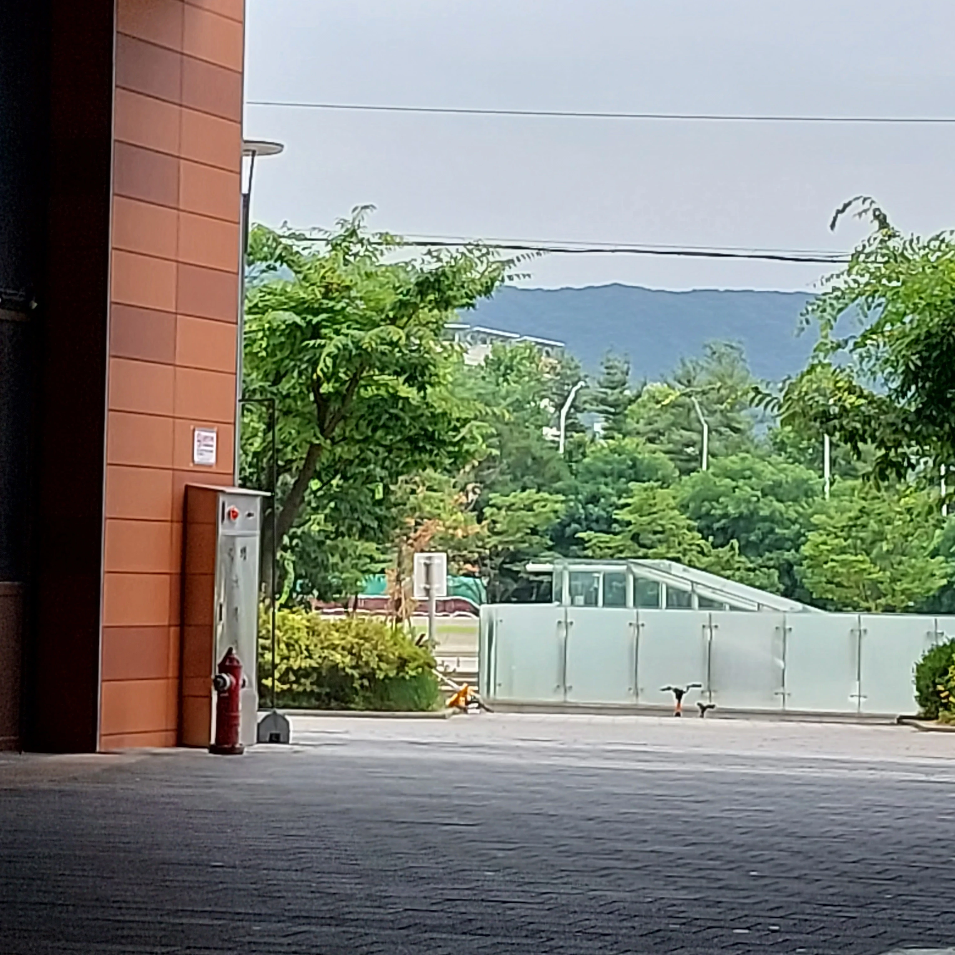 이리우