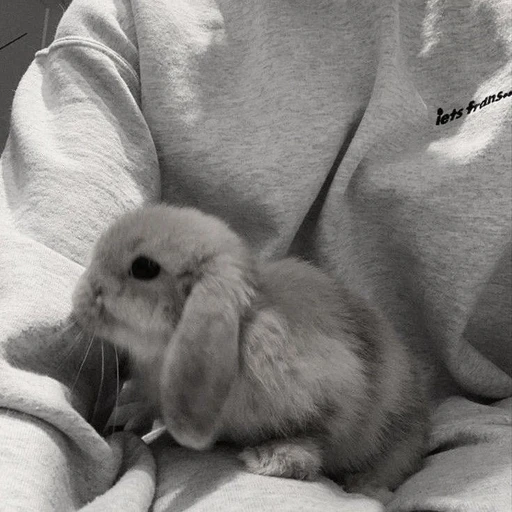 風雅