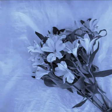Profile image of 파이브