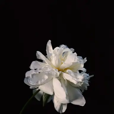 Profile image of ソミョル