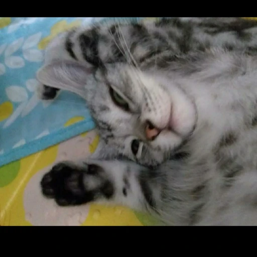 하리🐱