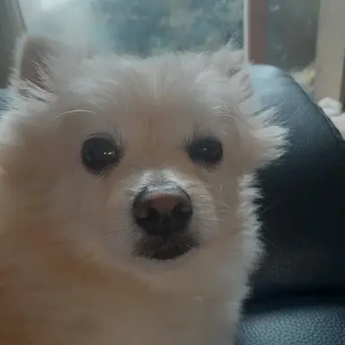 Profile image of 토리