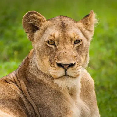 Profile image of 레아