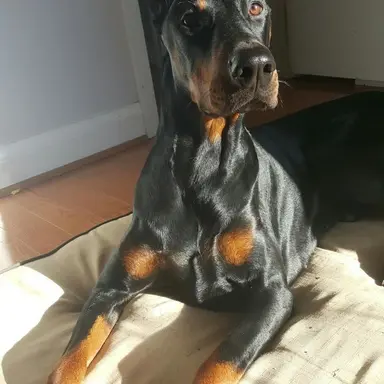 Profile image of Roxy