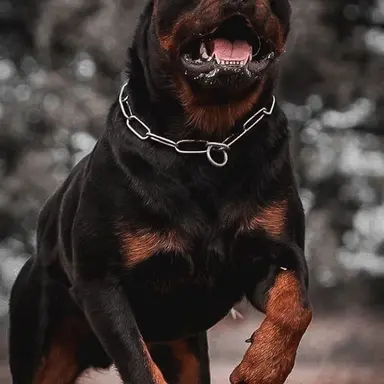 Profile image of Onyx