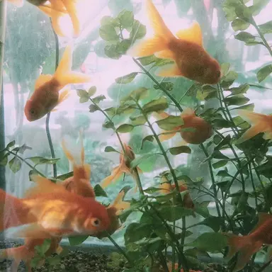 Profile image of 권숝영