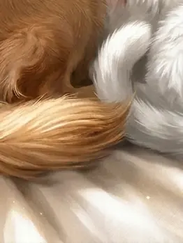 TidyOkapi8632의 子犬と子猫を保護しました(？)