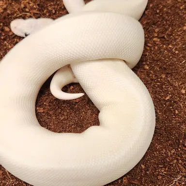 Profile image of 하야시 루카